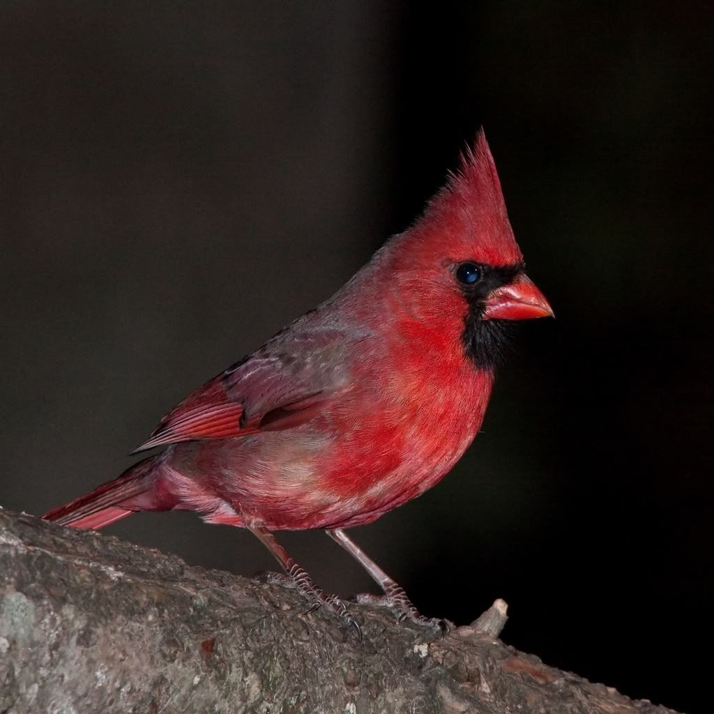 IMAGE: http://i607.photobucket.com/albums/tt158/GMHY/Cardinals/IMG_8654-2_filtered_sm.jpg