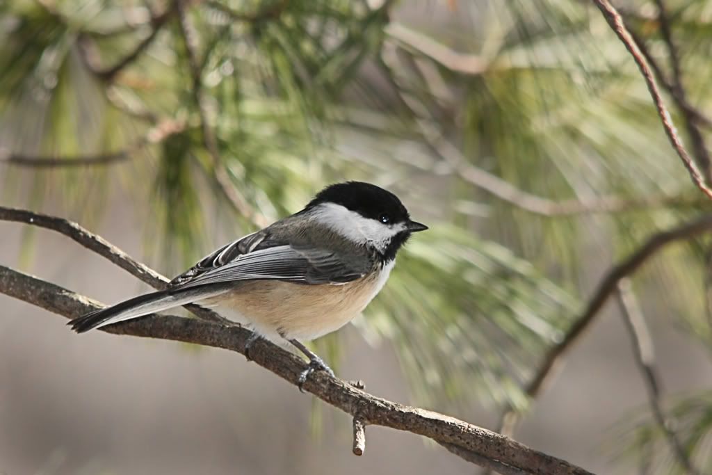 IMAGE: http://i607.photobucket.com/albums/tt158/GMHY/Chickadees/IMG_8513copy.jpg