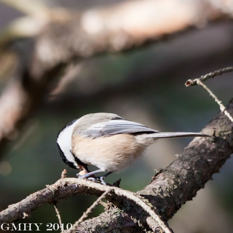 IMAGE: http://i607.photobucket.com/albums/tt158/GMHY/Chickadees/_MG_2467.jpg