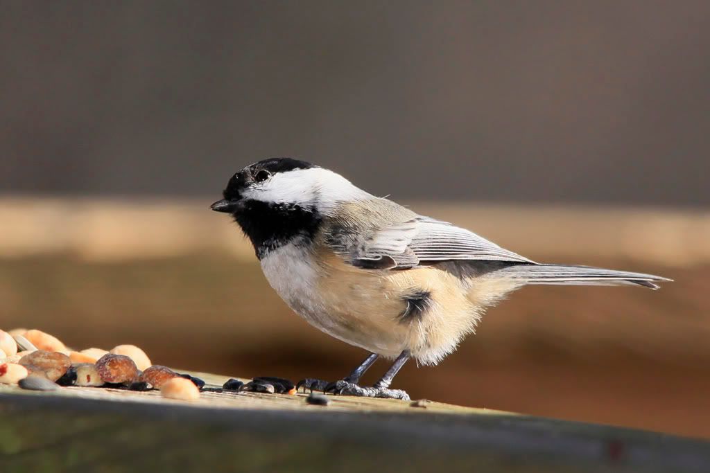 IMAGE: http://i607.photobucket.com/albums/tt158/GMHY/Chickadees/_MG_6831_copy.jpg