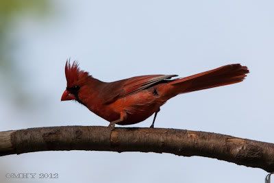 IMAGE: http://i607.photobucket.com/albums/tt158/GMHY/Composite%20pictures/20120506-IMG_1525-3.jpg