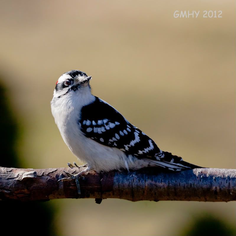 IMAGE: http://i607.photobucket.com/albums/tt158/GMHY/Downy%20Woodpecker/20120205-IMG_0359.jpg