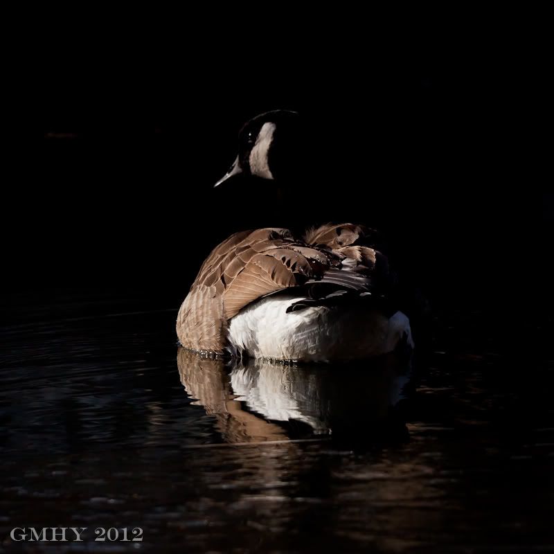 IMAGE: http://i607.photobucket.com/albums/tt158/GMHY/Ducks/20120120-IMG_0255.jpg