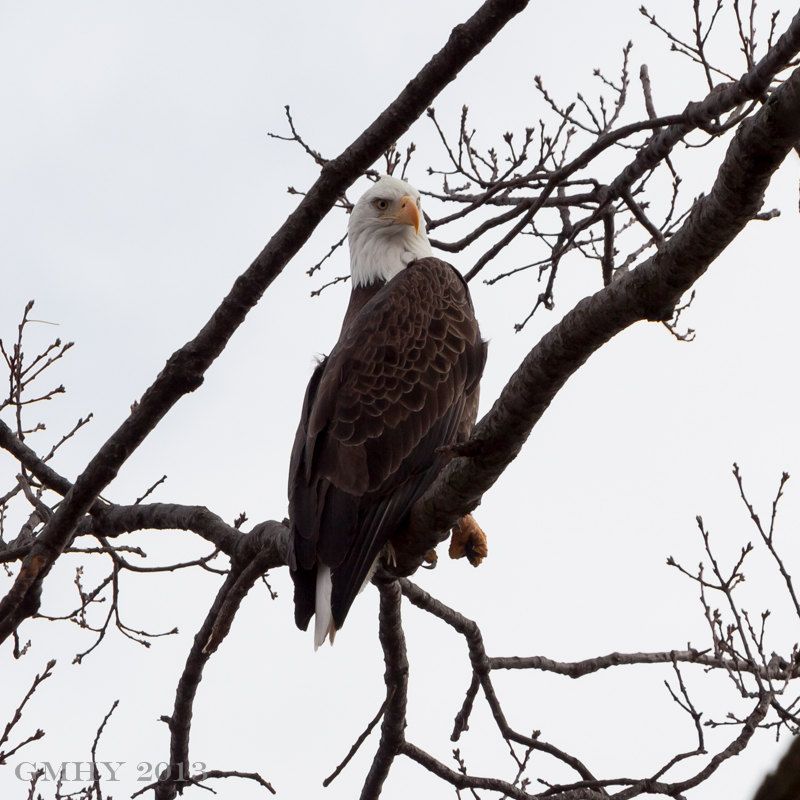 IMAGE: http://i607.photobucket.com/albums/tt158/GMHY/Eagle/20130222-IMG_4205_zps0ba0da84.jpg