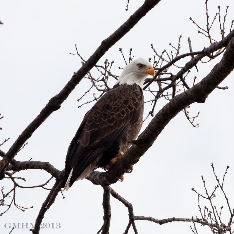 IMAGE: http://i607.photobucket.com/albums/tt158/GMHY/Eagle/20130222-IMG_4211_zps5a563473.jpg