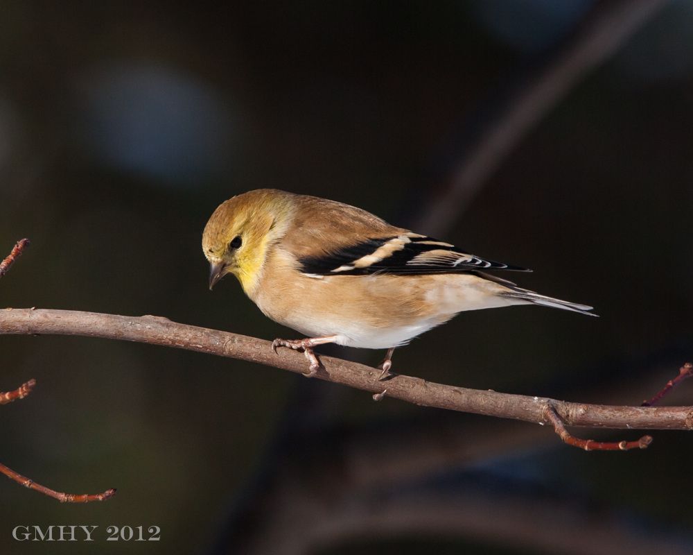 IMAGE: http://i607.photobucket.com/albums/tt158/GMHY/Finches/20121230-IMG_3274.jpg