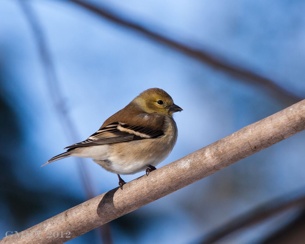 IMAGE: http://i607.photobucket.com/albums/tt158/GMHY/Finches/20121230-IMG_3287.jpg