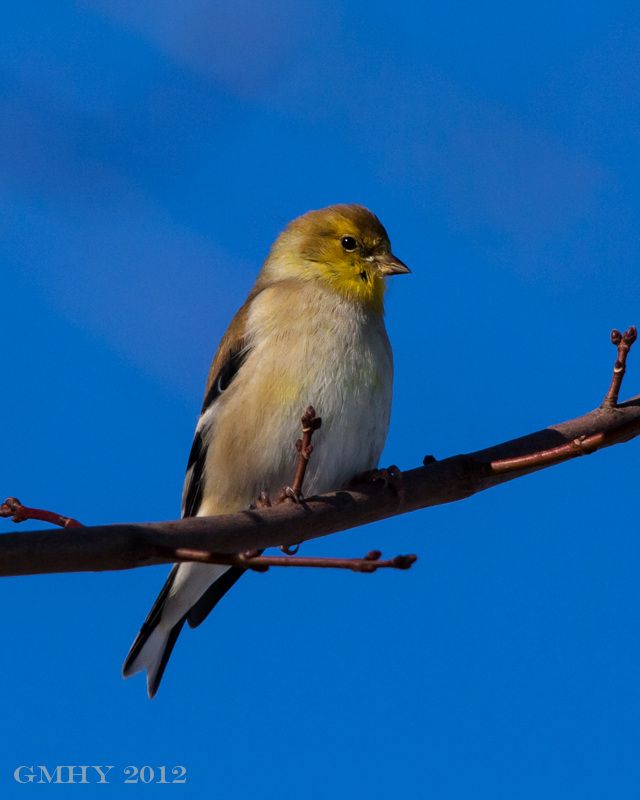 IMAGE: http://i607.photobucket.com/albums/tt158/GMHY/Finches/20121230-IMG_3346.jpg