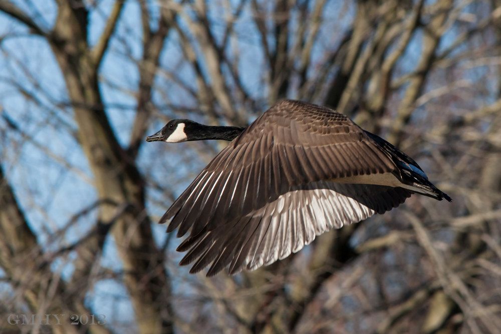 IMAGE: http://i607.photobucket.com/albums/tt158/GMHY/Goose/20130218-IMG_3918-2_zps8e92ff3d.jpg