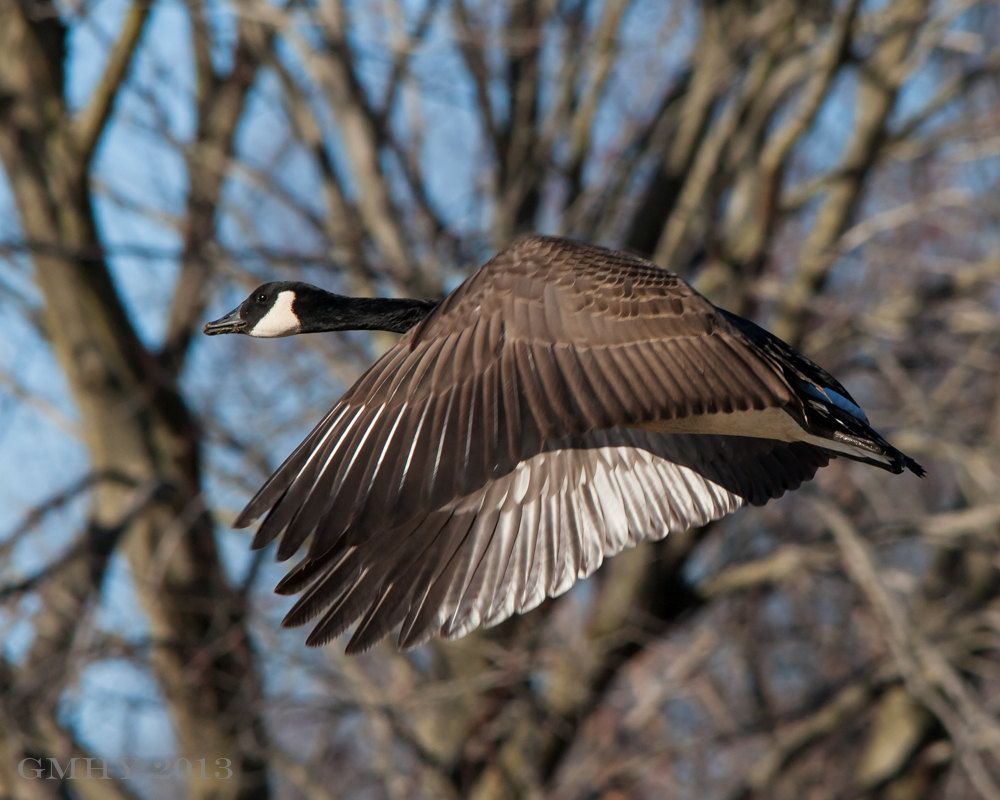 IMAGE: http://i607.photobucket.com/albums/tt158/GMHY/Goose/20130218-IMG_3918_zps2045eb50.jpg