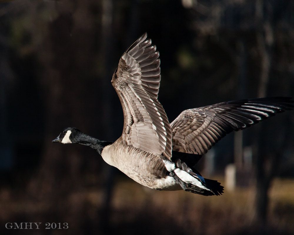 IMAGE: http://i607.photobucket.com/albums/tt158/GMHY/Goose/20130218-IMG_3938_zps70cdcdb4.jpg