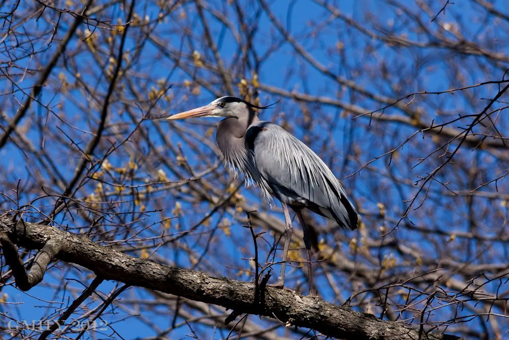 IMAGE: http://i607.photobucket.com/albums/tt158/GMHY/Great%20Blue%20Heron/20120404-IMG_0736.jpg