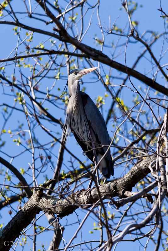 IMAGE: http://i607.photobucket.com/albums/tt158/GMHY/Great%20Blue%20Heron/20120404-IMG_0774.jpg