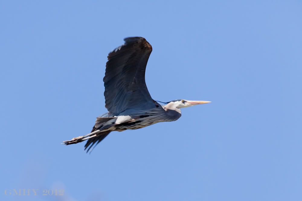 IMAGE: http://i607.photobucket.com/albums/tt158/GMHY/Great%20Blue%20Heron/20120404-IMG_0792.jpg