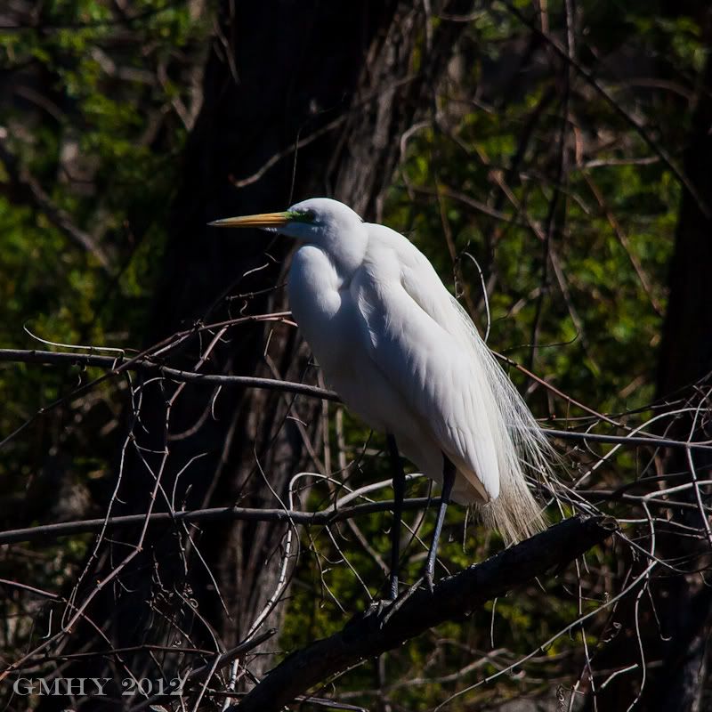 IMAGE: http://i607.photobucket.com/albums/tt158/GMHY/Great%20Egret/20120406-IMG_1135.jpg