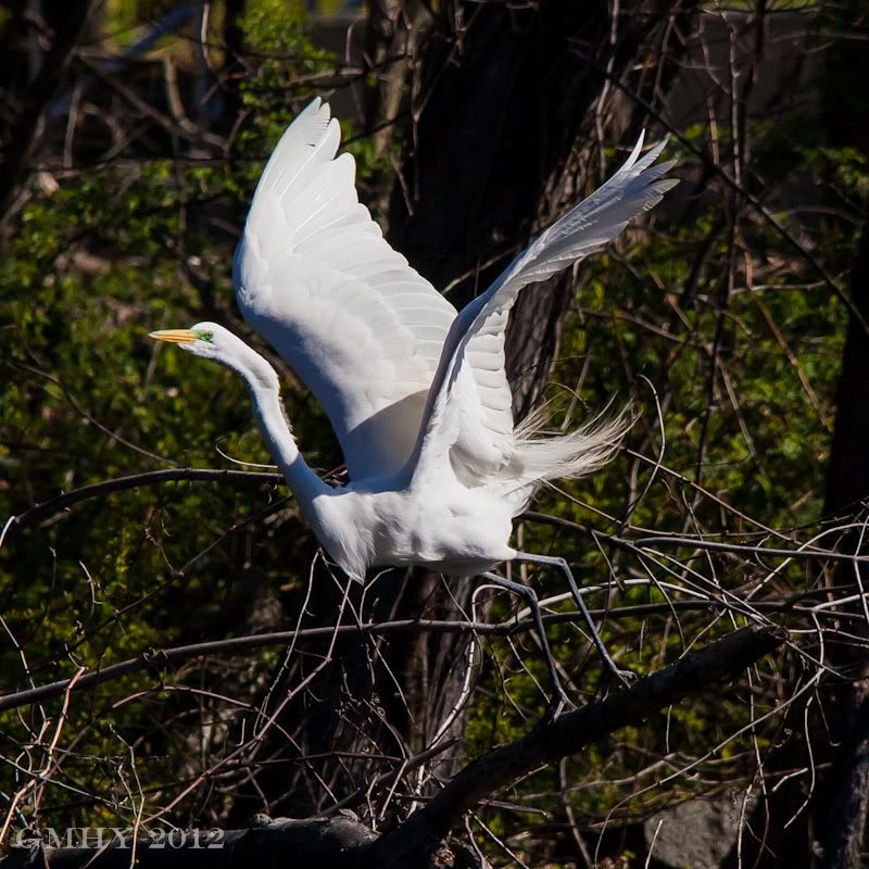 IMAGE: http://i607.photobucket.com/albums/tt158/GMHY/Great%20Egret/20120406-IMG_1137.jpg