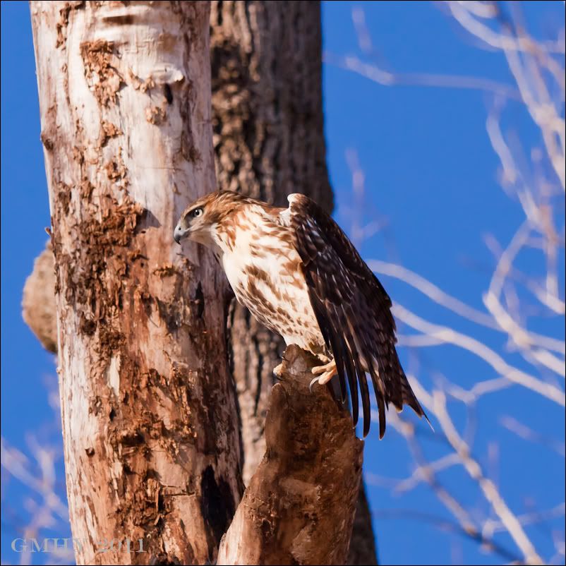 IMAGE: http://i607.photobucket.com/albums/tt158/GMHY/Hawks/20110105-_MG_4828.jpg