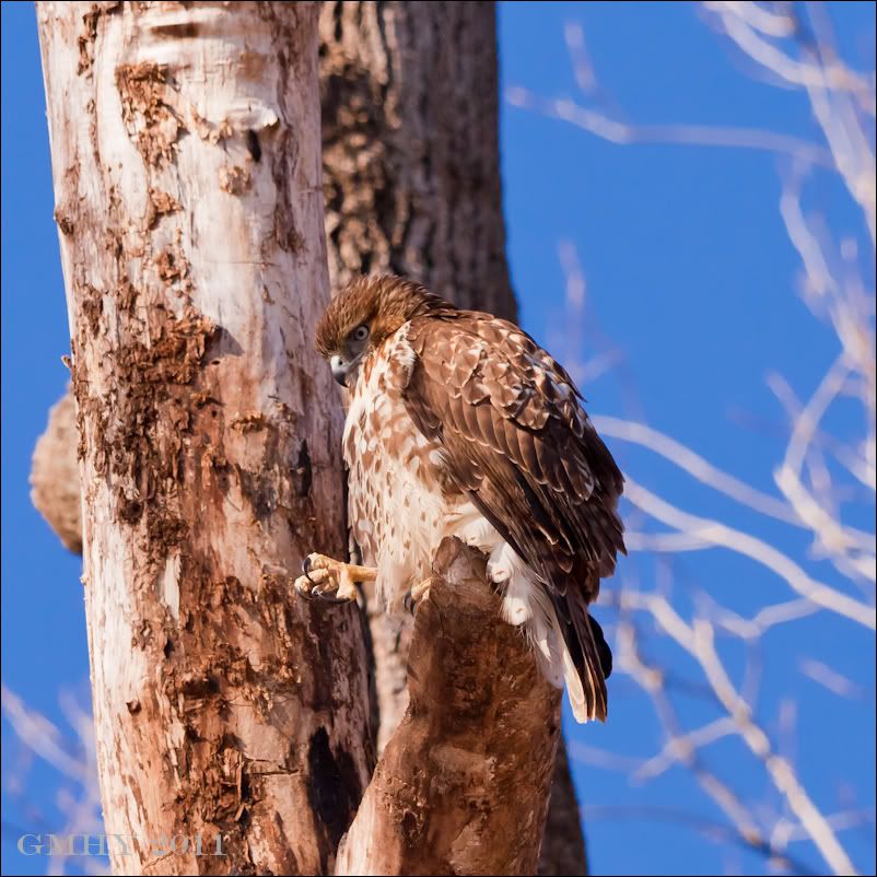 IMAGE: http://i607.photobucket.com/albums/tt158/GMHY/Hawks/20110105-_MG_4831.jpg