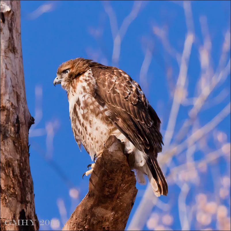 IMAGE: http://i607.photobucket.com/albums/tt158/GMHY/Hawks/20110105-_MG_4837.jpg