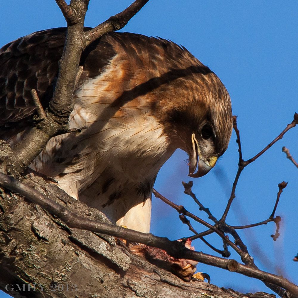 IMAGE: http://i607.photobucket.com/albums/tt158/GMHY/Hawks/20130218-IMG_4007_zps60740ee4.jpg