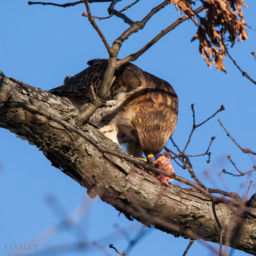 IMAGE: http://i607.photobucket.com/albums/tt158/GMHY/Hawks/20130218-IMG_4018_zps08b922be.jpg