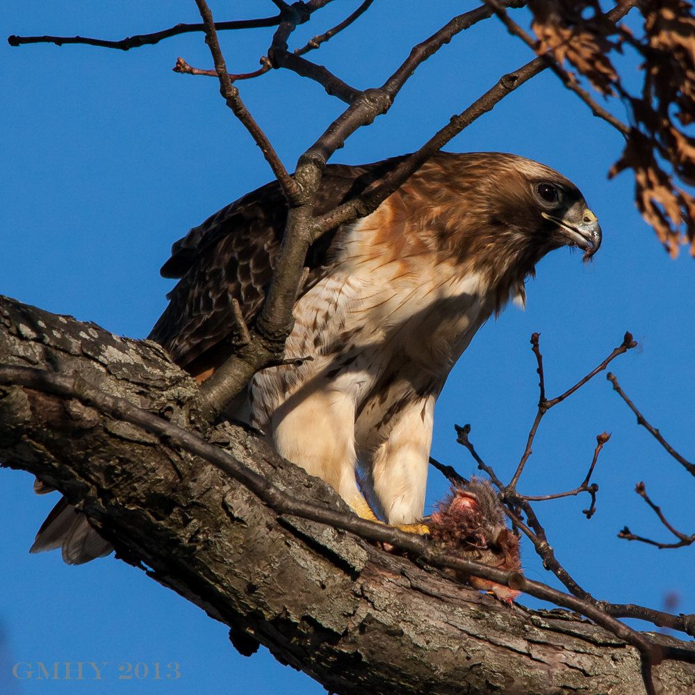 IMAGE: http://i607.photobucket.com/albums/tt158/GMHY/Hawks/20130218-IMG_4030_zps1403a30e.jpg