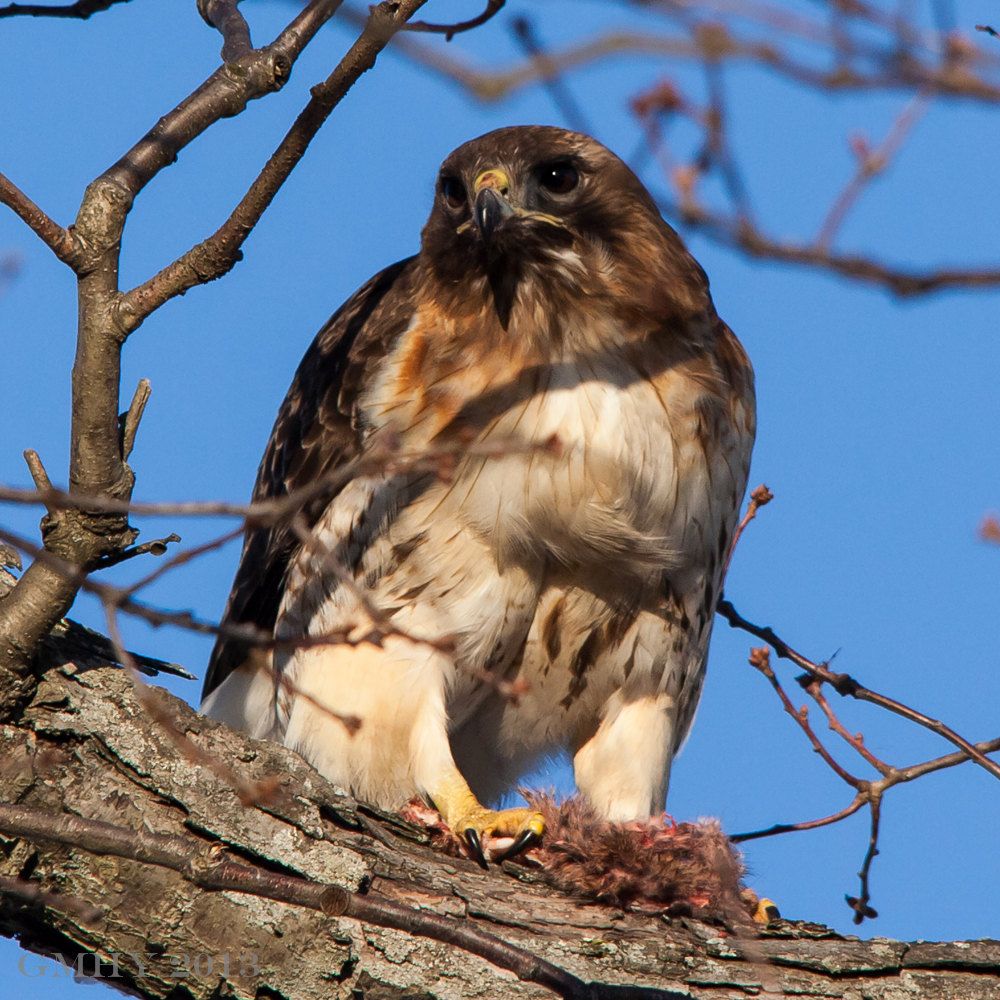 IMAGE: http://i607.photobucket.com/albums/tt158/GMHY/Hawks/20130218-IMG_4035_zps8487b00d.jpg