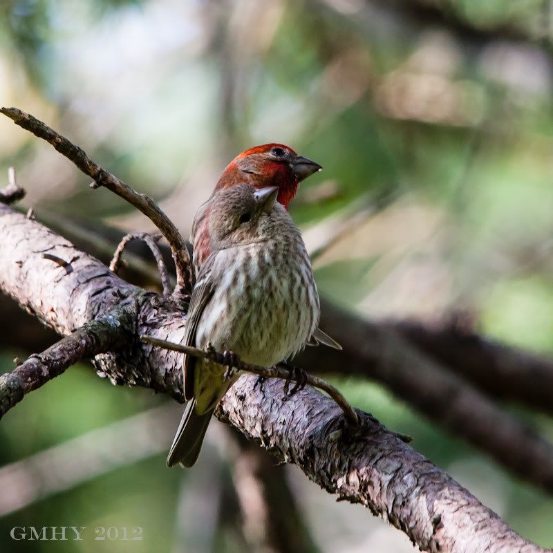 IMAGE: http://i607.photobucket.com/albums/tt158/GMHY/House%20Finch/Facedodged.jpg