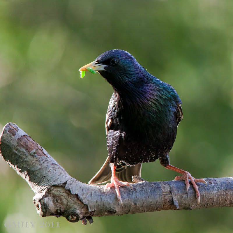 IMAGE: http://i607.photobucket.com/albums/tt158/GMHY/Mouthful%20series/20120506-IMG_1624.jpg