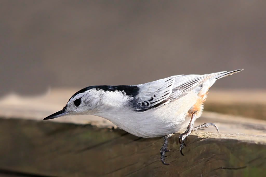 IMAGE: http://i607.photobucket.com/albums/tt158/GMHY/Nuthatches/_MG_6836copy.jpg