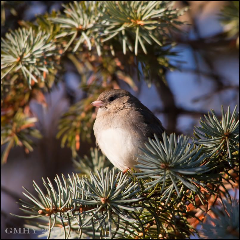 IMAGE: http://i607.photobucket.com/albums/tt158/GMHY/POTN/03%20January%2011/20110103-_MG_4526.jpg