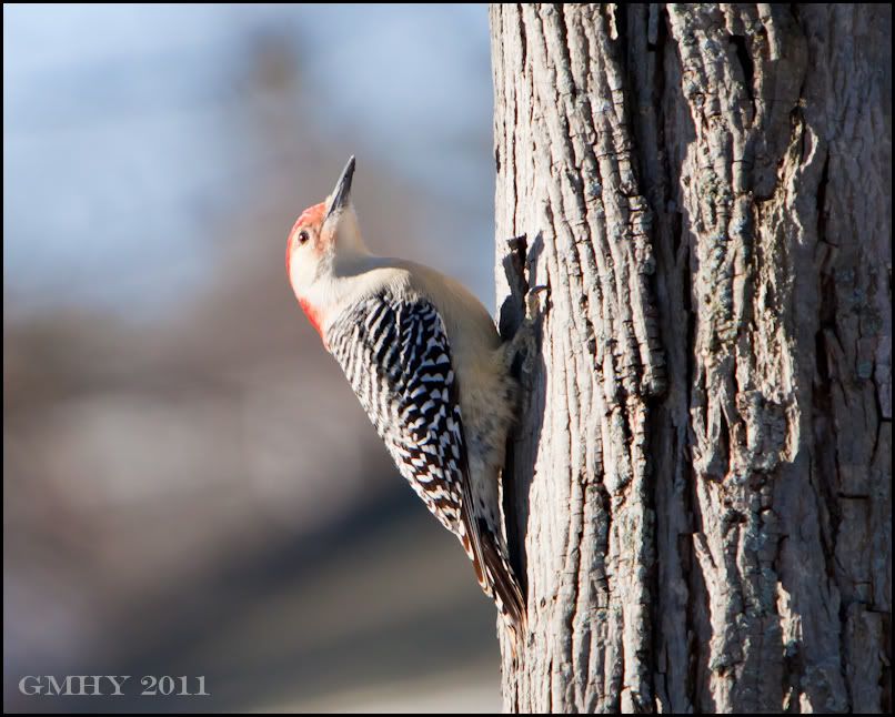 IMAGE: http://i607.photobucket.com/albums/tt158/GMHY/POTN/03%20January%2011/20110103-_MG_4572.jpg