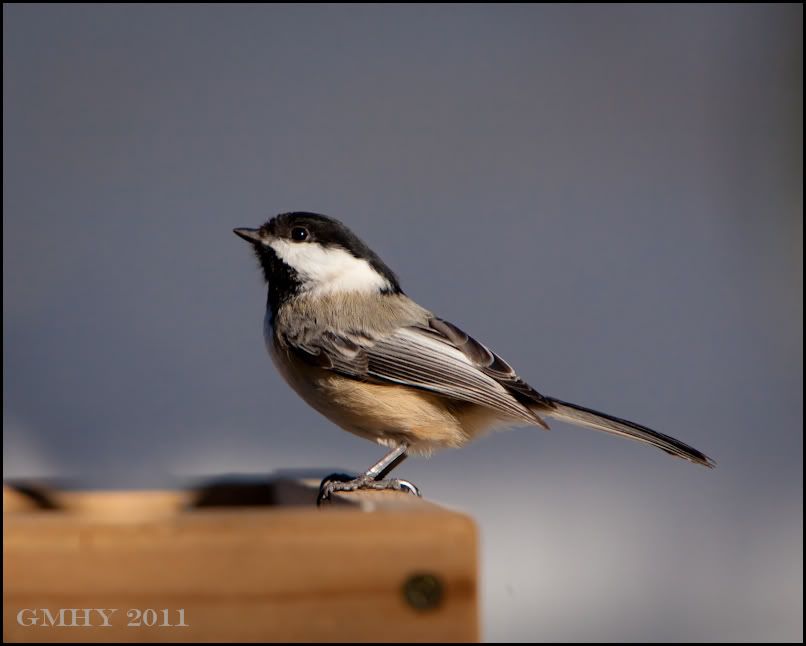 IMAGE: http://i607.photobucket.com/albums/tt158/GMHY/POTN/03%20January%2011/20110103-_MG_4722.jpg