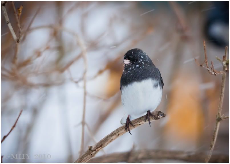 IMAGE: http://i607.photobucket.com/albums/tt158/GMHY/POTN/Blizzard%20Birds/20101226-_MG_3645.jpg