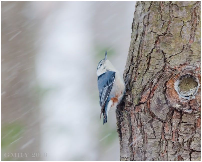 IMAGE: http://i607.photobucket.com/albums/tt158/GMHY/POTN/Blizzard%20Birds/20101226-_MG_3653.jpg