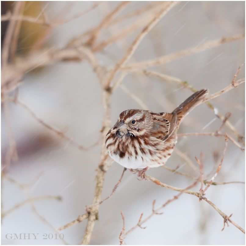 IMAGE: http://i607.photobucket.com/albums/tt158/GMHY/POTN/Blizzard%20Birds/20101226-_MG_3665.jpg