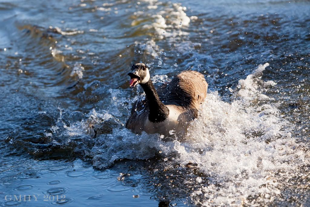 IMAGE: http://i607.photobucket.com/albums/tt158/GMHY/POTN/Duck/20120226-IMG_0416.jpg