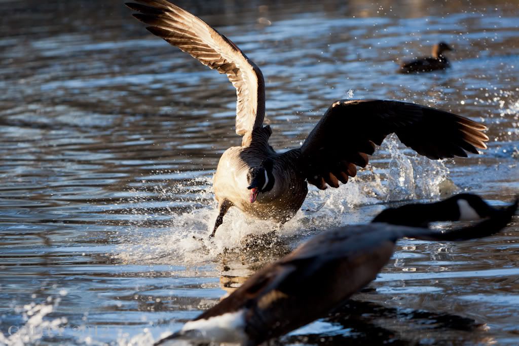 IMAGE: http://i607.photobucket.com/albums/tt158/GMHY/POTN/Duck/20120226-IMG_0436.jpg