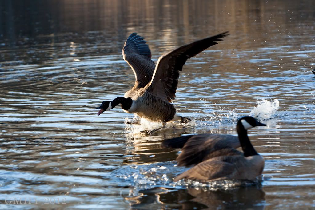 IMAGE: http://i607.photobucket.com/albums/tt158/GMHY/POTN/Duck/20120226-IMG_0444.jpg