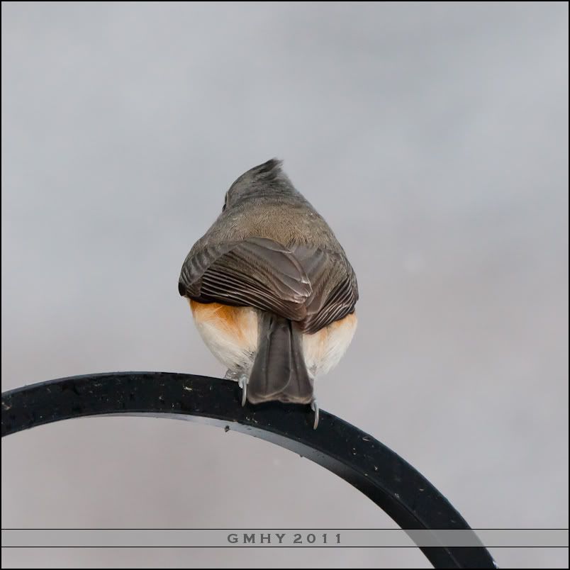 IMAGE: http://i607.photobucket.com/albums/tt158/GMHY/POTN/Winter%20birds%2007%20Jan%202011/20110107-_MG_4974.jpg