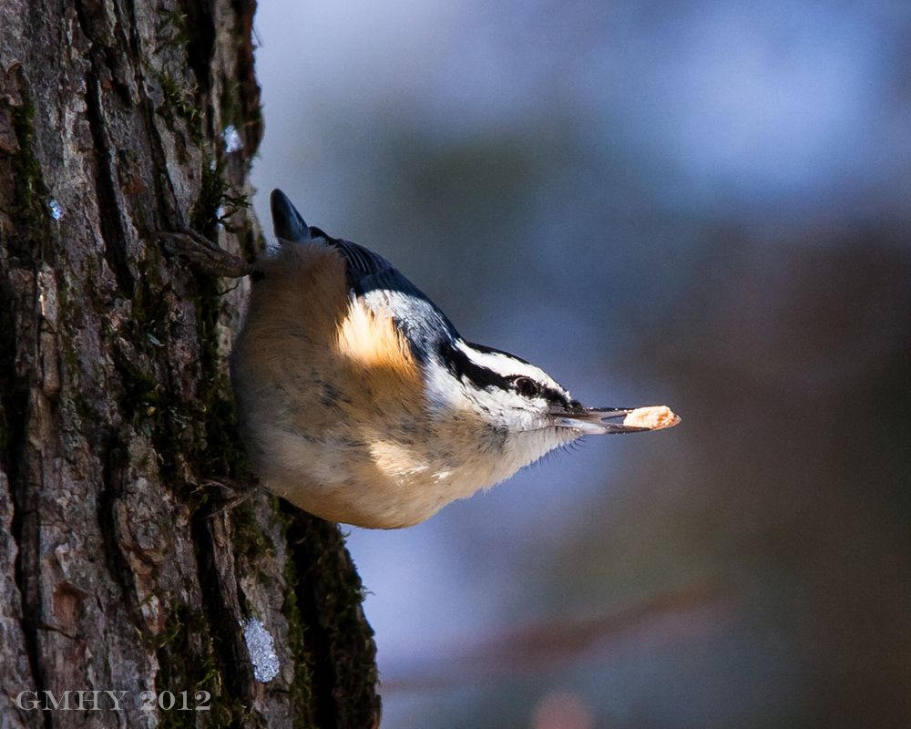 IMAGE: http://i607.photobucket.com/albums/tt158/GMHY/Red%20Breasted%20Nuthatch/20121230-IMG_3234.jpg