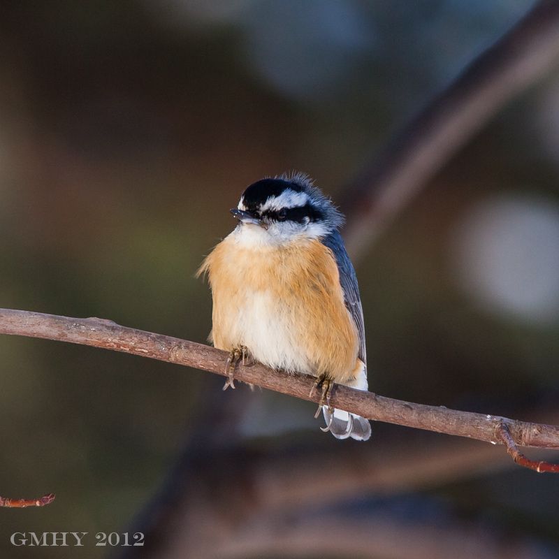 IMAGE: http://i607.photobucket.com/albums/tt158/GMHY/Red%20Breasted%20Nuthatch/20121230-IMG_3315.jpg