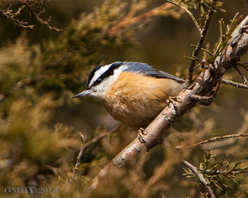 IMAGE: http://i607.photobucket.com/albums/tt158/GMHY/Red%20Breasted%20Nuthatch/20130222-IMG_4235_zps59fa0c4a.jpg