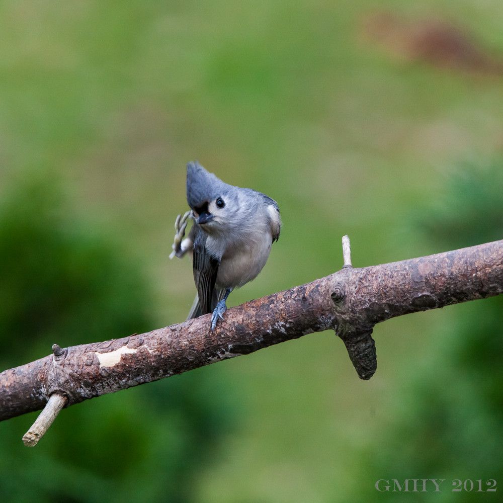 IMAGE: http://i607.photobucket.com/albums/tt158/GMHY/Titmice/20121111-IMG_2947.jpg