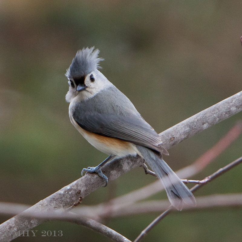 IMAGE: http://i607.photobucket.com/albums/tt158/GMHY/Titmice/20130224-IMG_4366_zps92585716.jpg