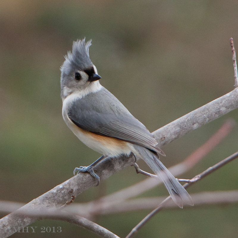 IMAGE: http://i607.photobucket.com/albums/tt158/GMHY/Titmice/20130224-IMG_4367_zps46be0c67.jpg