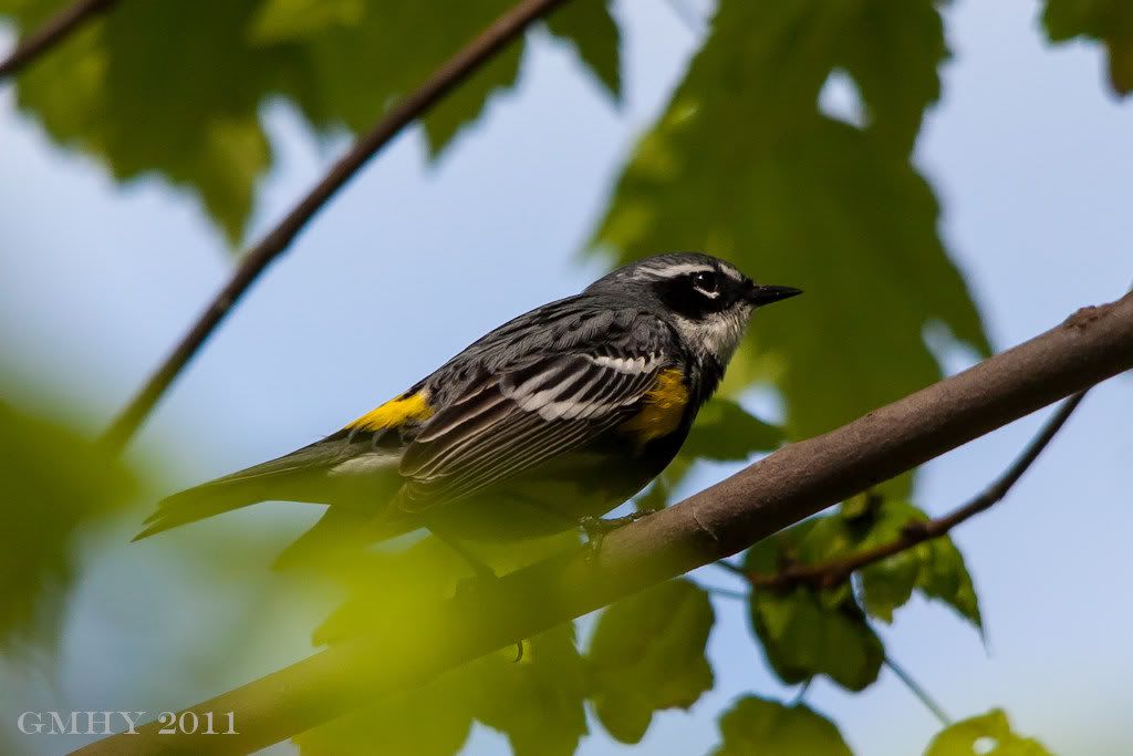 IMAGE: http://i607.photobucket.com/albums/tt158/GMHY/Warbler/20120506-IMG_1512.jpg