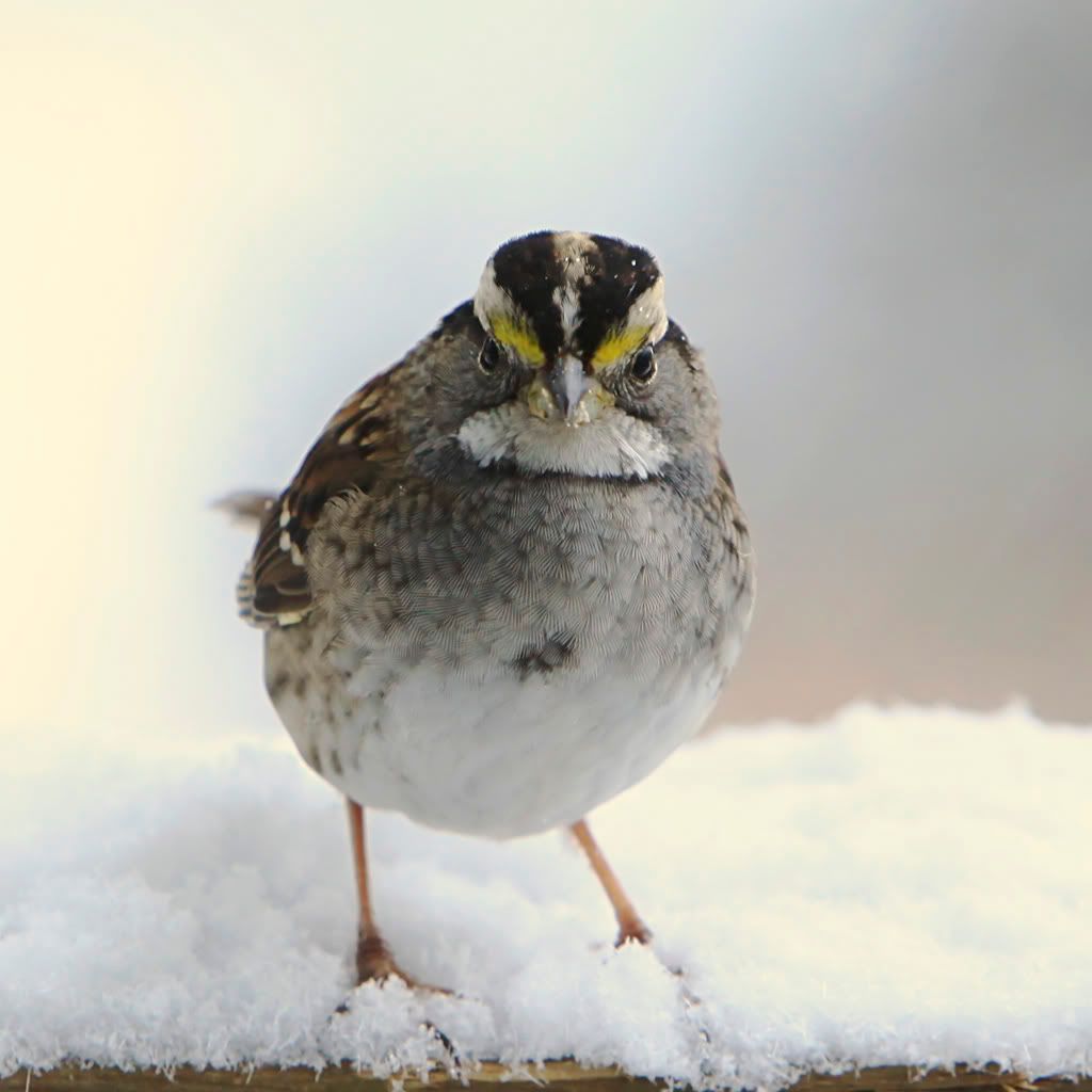 IMAGE: http://i607.photobucket.com/albums/tt158/GMHY/White-Throated%20Sparrow/_MG_6845_2copy.jpg