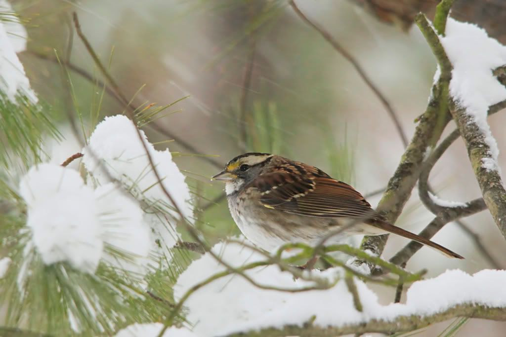 IMAGE: http://i607.photobucket.com/albums/tt158/GMHY/White-Throated%20Sparrow/_MG_6924copy.jpg