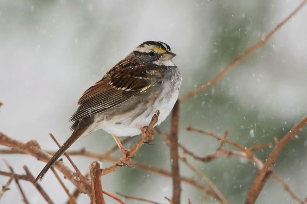 IMAGE: http://i607.photobucket.com/albums/tt158/GMHY/White-Throated%20Sparrow/_MG_6925copy.jpg